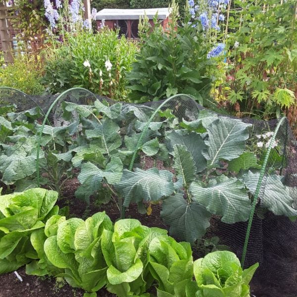 Butterfly Plant Protection Netting - Image 4