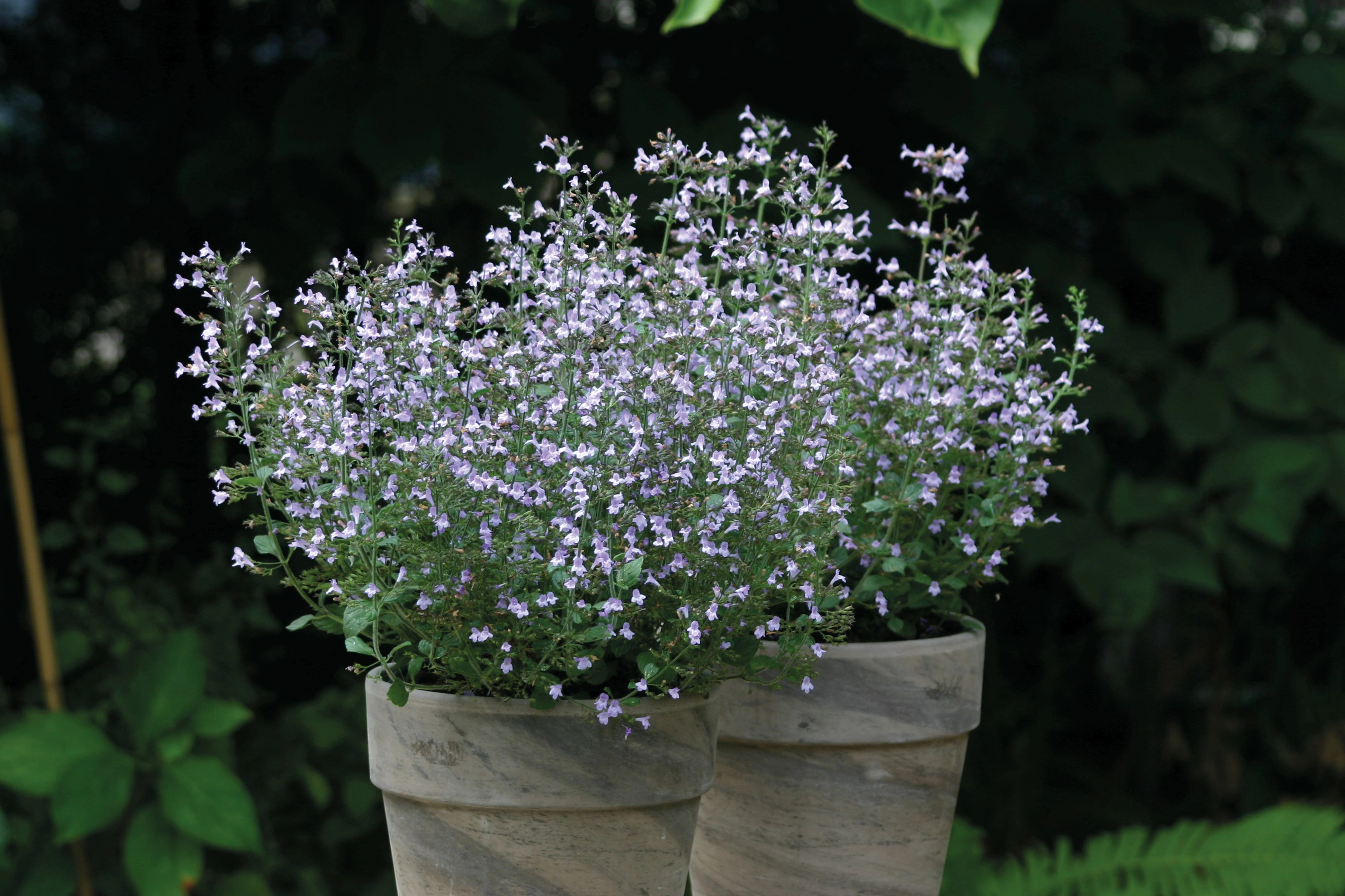 Calamintha nepeta Marvelette Blue Seeds - Image 3