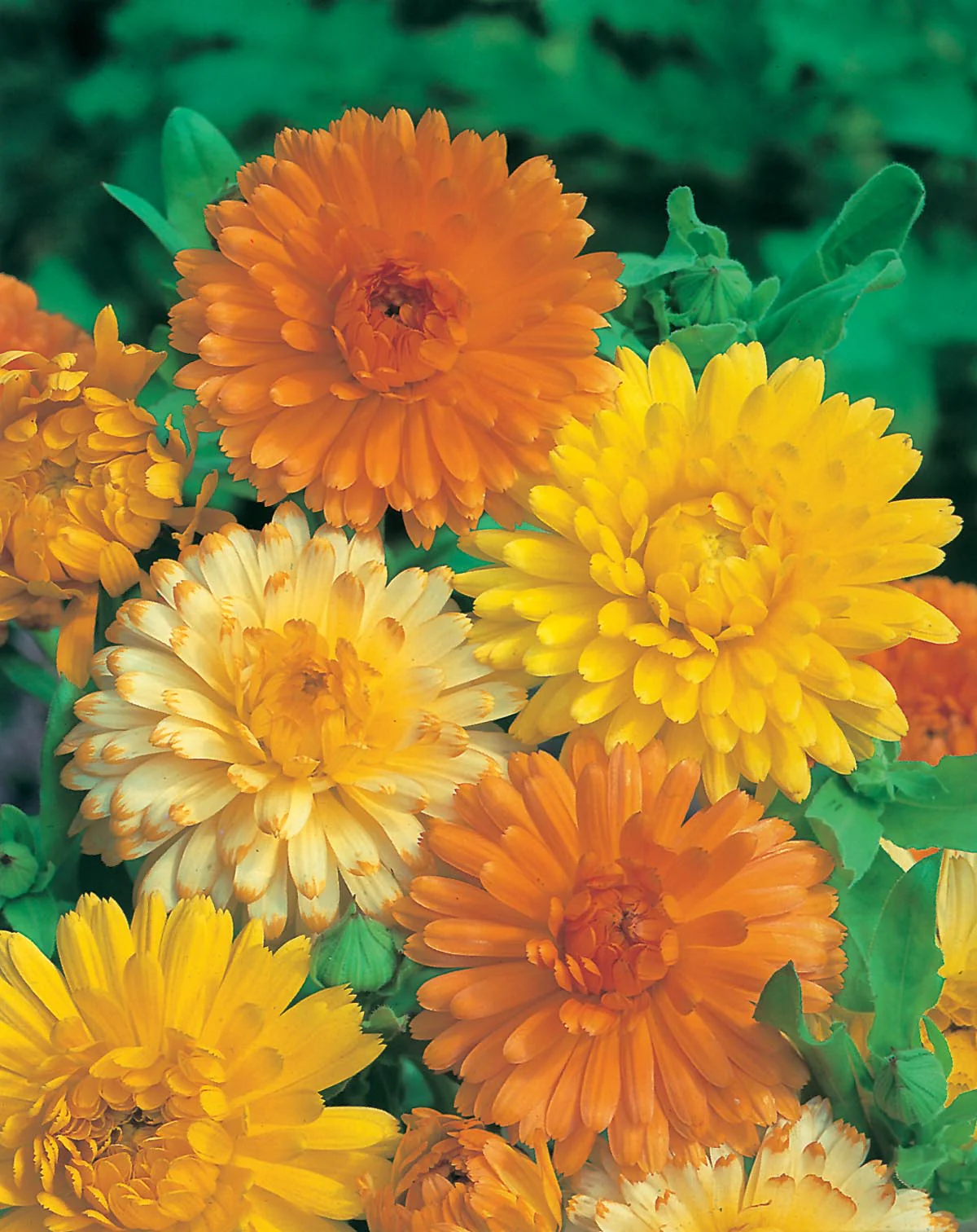 Calendula Art Shades Mixed Seeds - Image 3