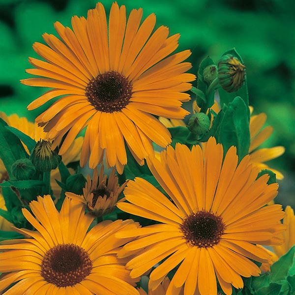 Calendula Pot Marigold Nova Seeds - Image 3