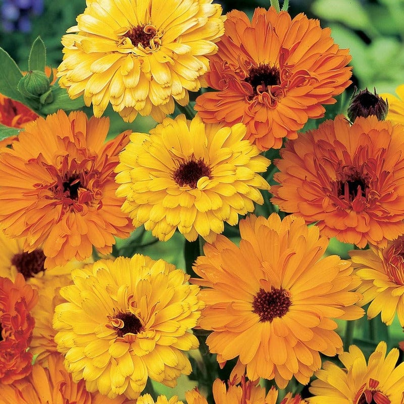 Calendula Touch of Red Mixed Seeds