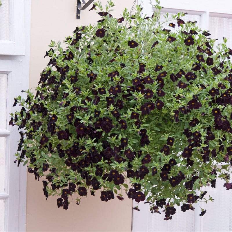 Calibrachoa Single Black Cherry Flower Plants