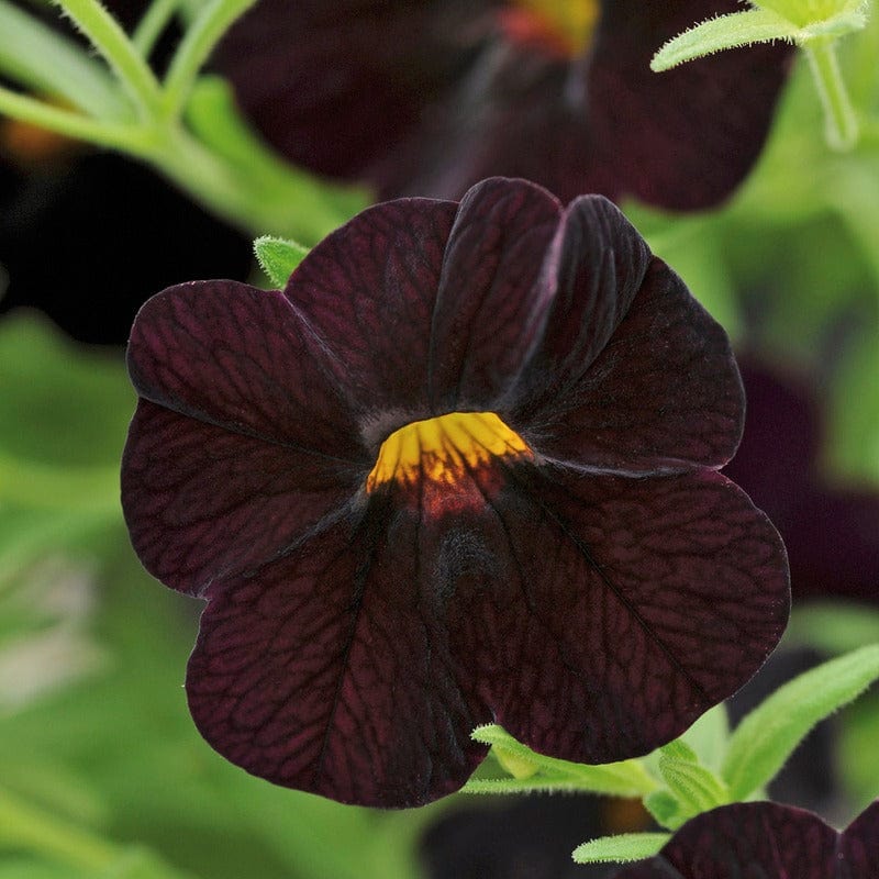 Calibrachoa Single Black Cherry Flower Plants - Image 3