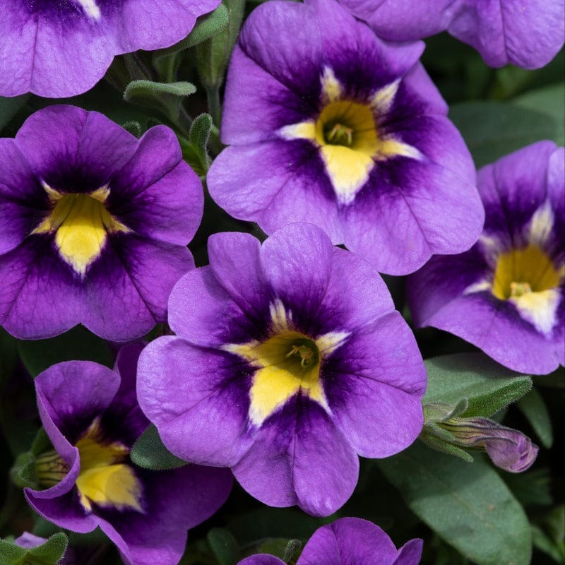 Calibrachoa Single Bumble Bee Blue Flower Plants