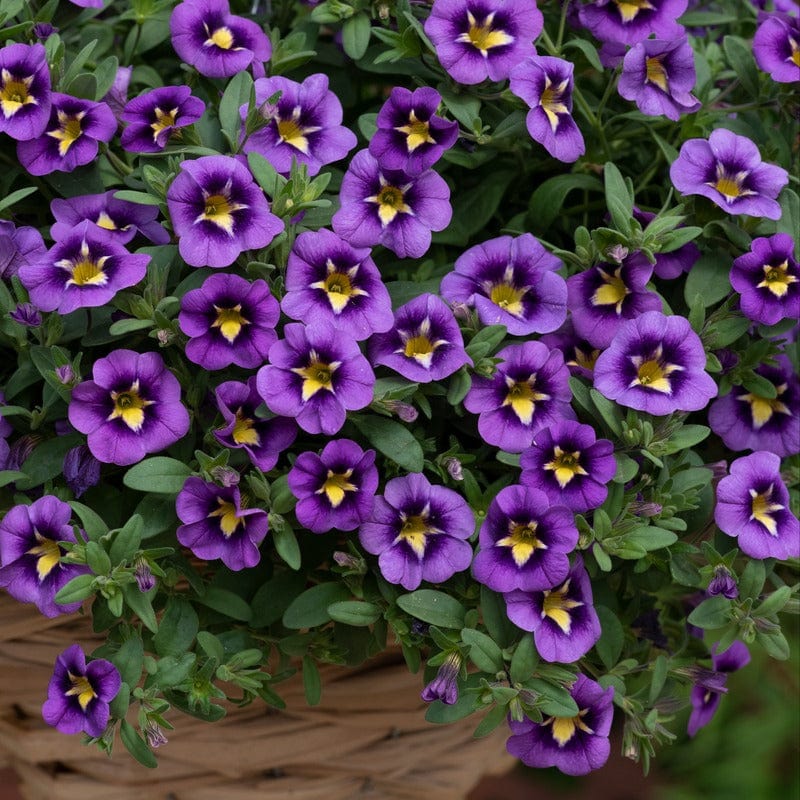Calibrachoa Single Bumble Bee Blue Flower Plants - Image 2