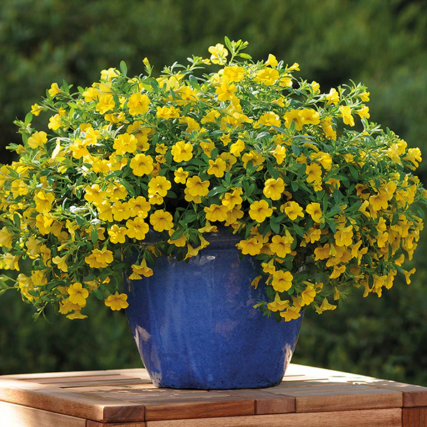 Calibrachoa Cabaret Deep Yellow Flower Plants