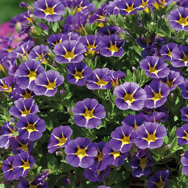 Calibrachoa Cabaret Flower Plant Collection - Image 3
