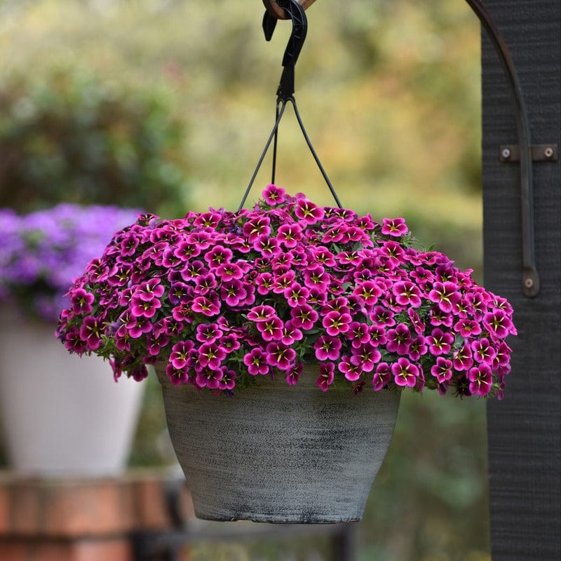 Calibrachoa Single Goodnight Kiss Flower Plants