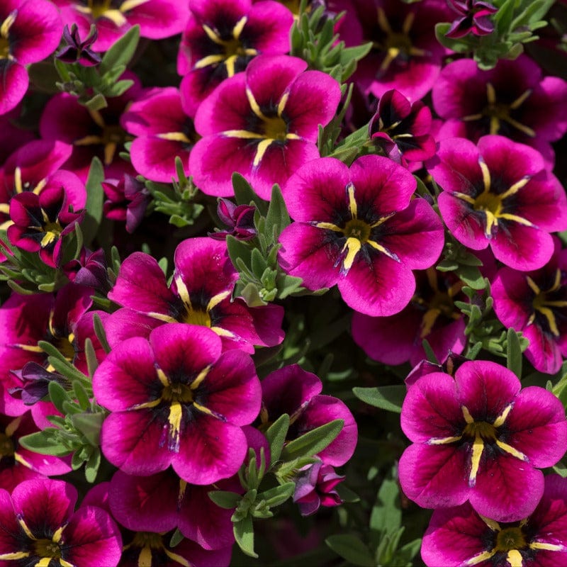Calibrachoa Single Goodnight Kiss Flower Plants - Image 2