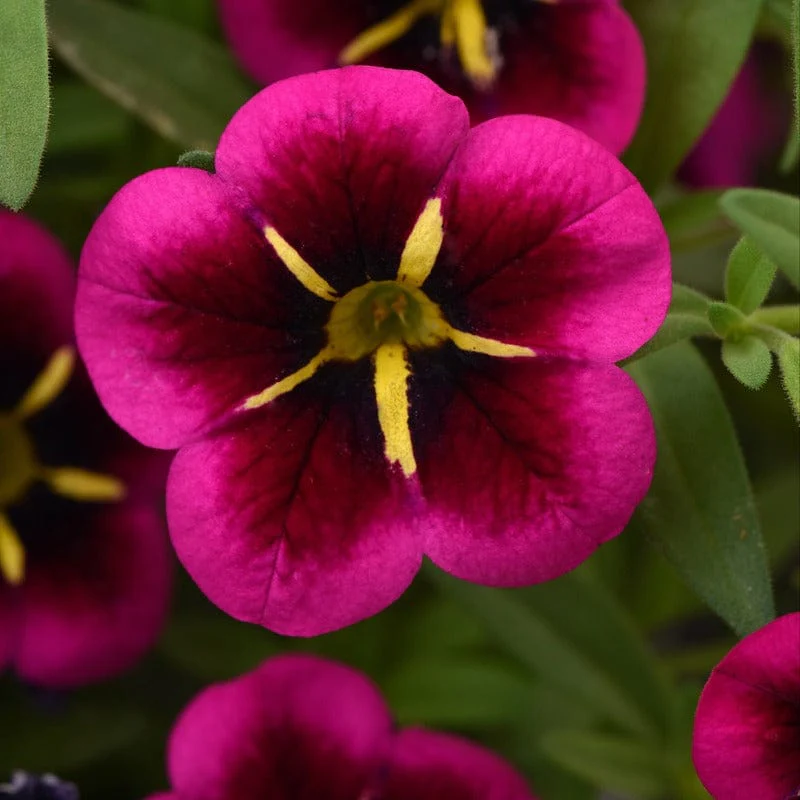 Calibrachoa Single Goodnight Kiss Flower Plants - Image 3