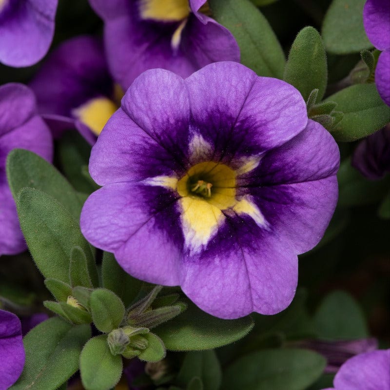 Calibrachoa Single Flower Plants Collection - Image 2