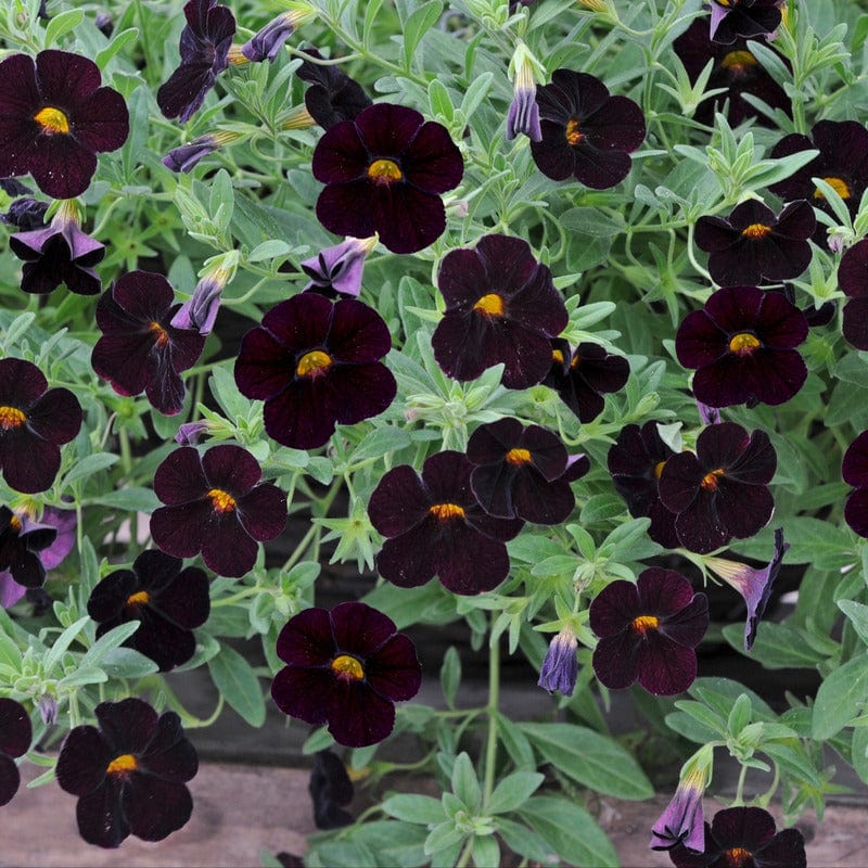 Calibrachoa Single Flower Plants Collection - Image 4