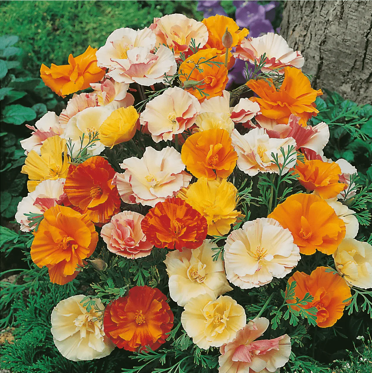 California Poppy Double Mixed Seeds - Image 3