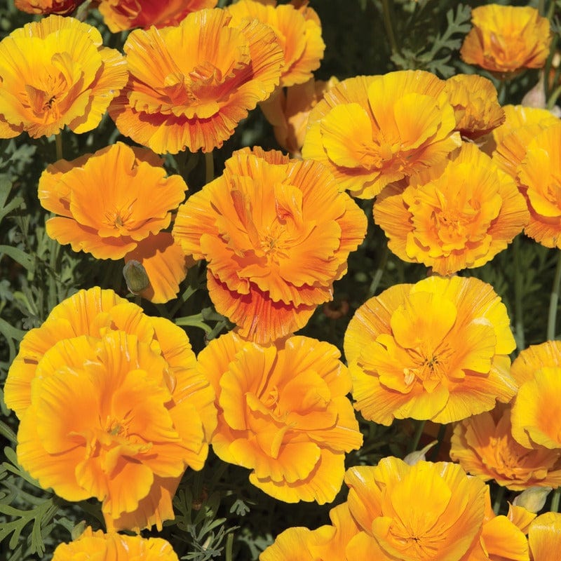 California Poppy Lady Marmalade Seeds - Image 3