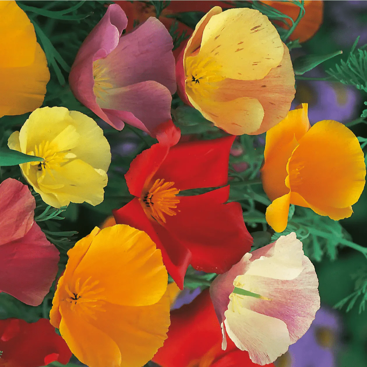 California Poppy Single Mixed Seeds - Image 3