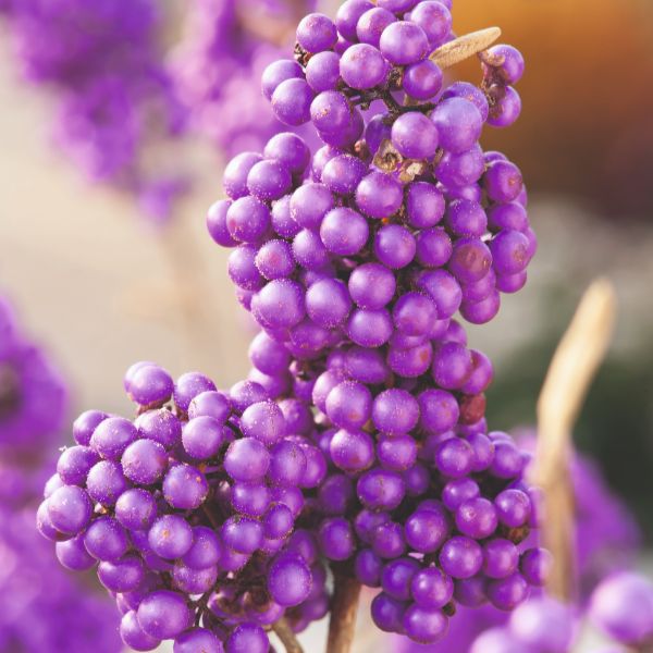 Callicarpa Bodinieri Profusion Flower Plant - Image 2
