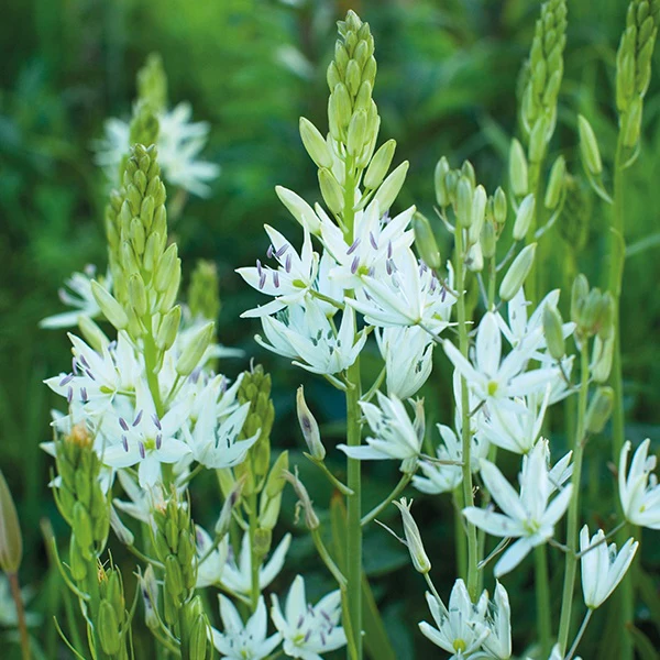 Camassia Flower Bulb Collection - Image 3