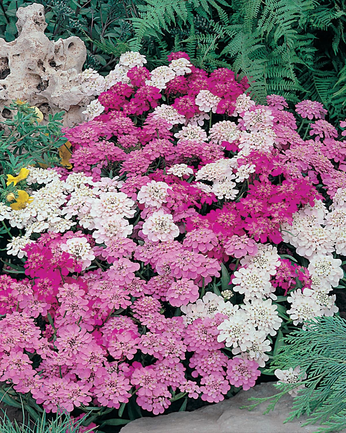 Candytuft Fairy Mixed Seeds - Image 3