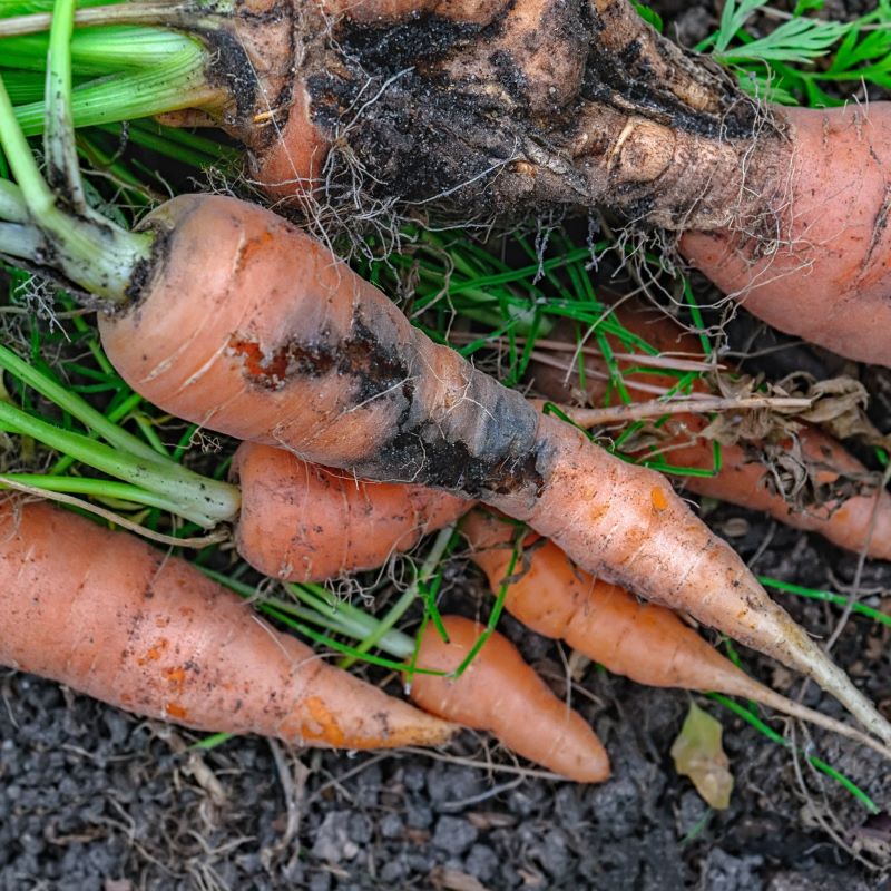 Carrot Root Fly Control Nematodes 60sq.m - Image 3
