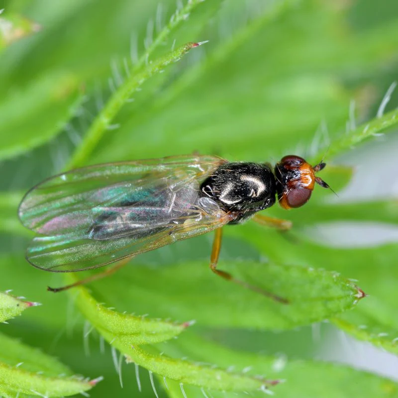 Carrot Root Fly Control Nematodes 60sq.m - Image 4
