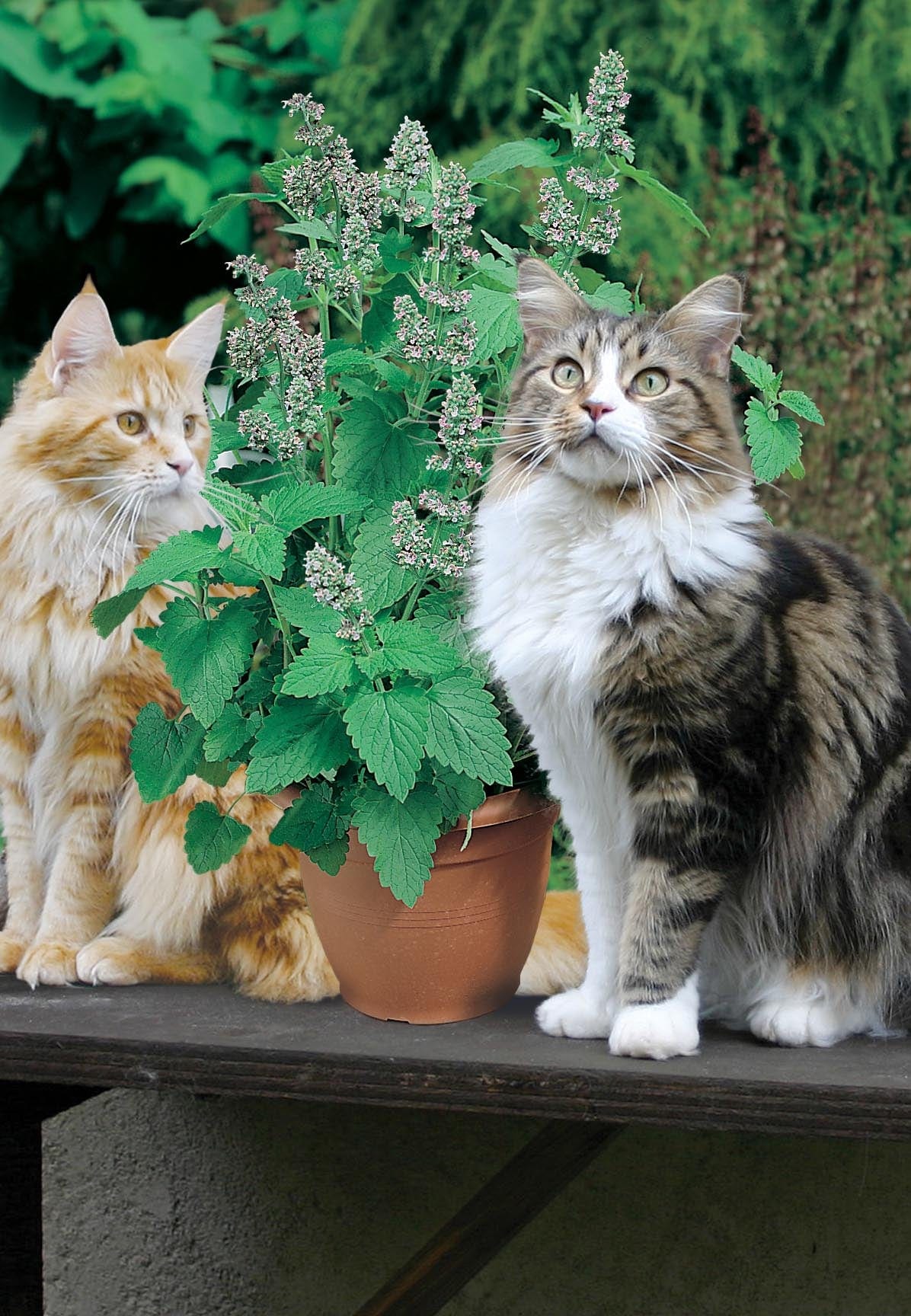 Catnip Catmint Seeds - Image 3