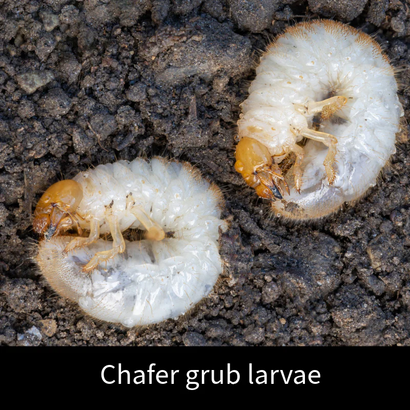 Chafer Grub Control Nematodes 100sq.m. - Image 2