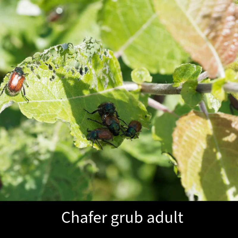 Chafer Grub Control Nematodes 100sq.m. - Image 3