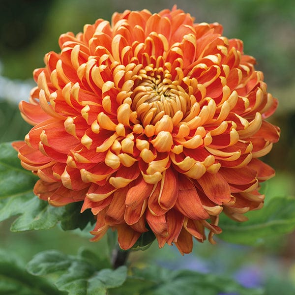 Chrysanthemum Astro Collection - Image 3