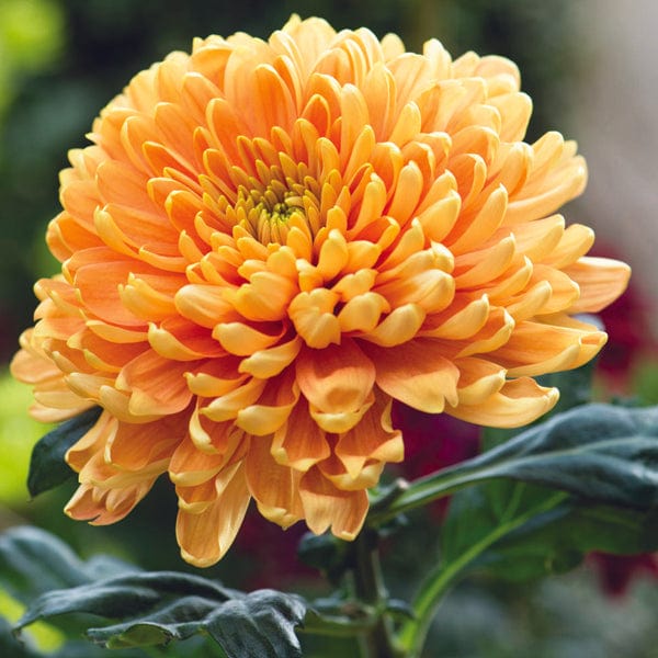 Woolmans Chrysanthemum Bloom Collection - Image 2