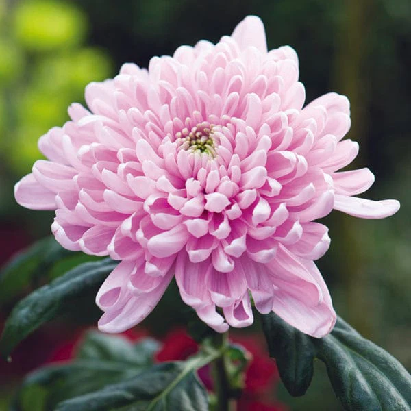 Woolmans Chrysanthemum Bloom Collection - Image 3