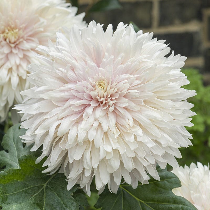 Chrysanthemum Classic Collection - Image 3