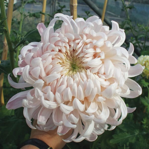 Chrysanthemum Classic Collection - Image 5