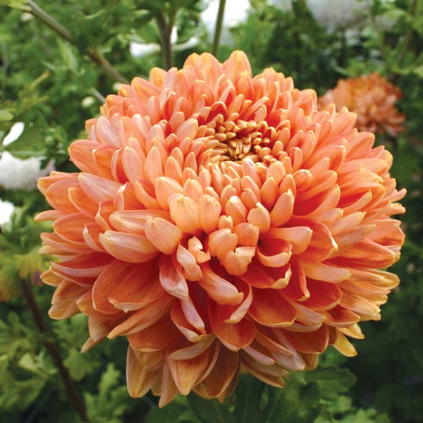 Chrysanthemum Dartmoor Collection - Image 4