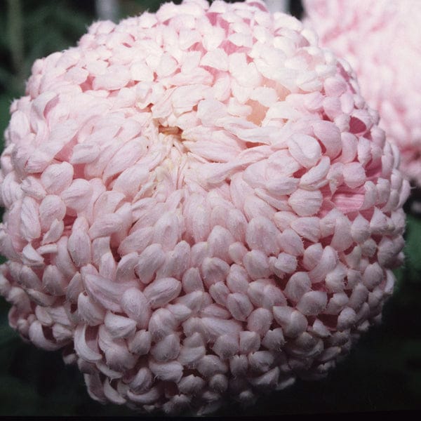Chrysanthemum Dartmoor Collection - Image 6
