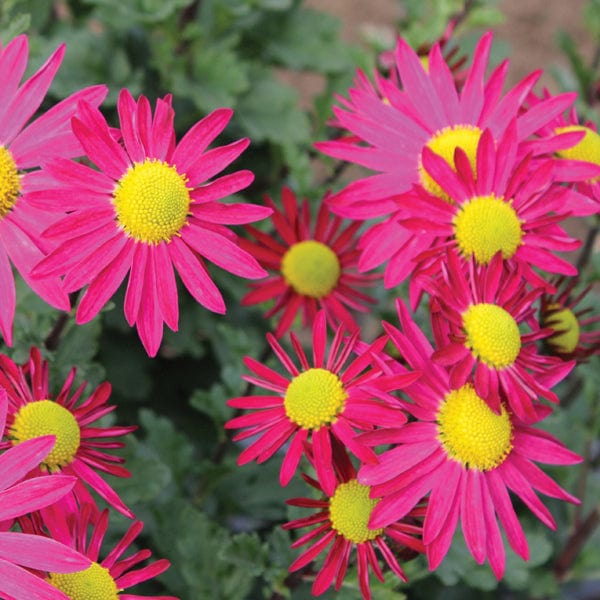 Chrysanthemum Garden Hardy Young Plants Collection - Image 3
