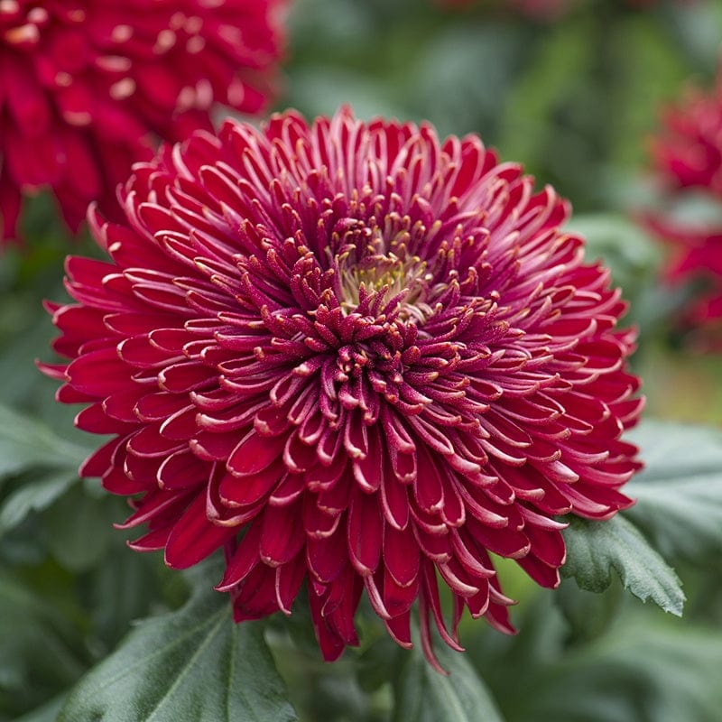 Chrysanthemum Growers Collection - Image 3
