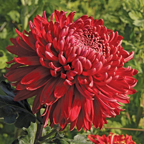 Chrysanthemum Growers Collection - Image 5