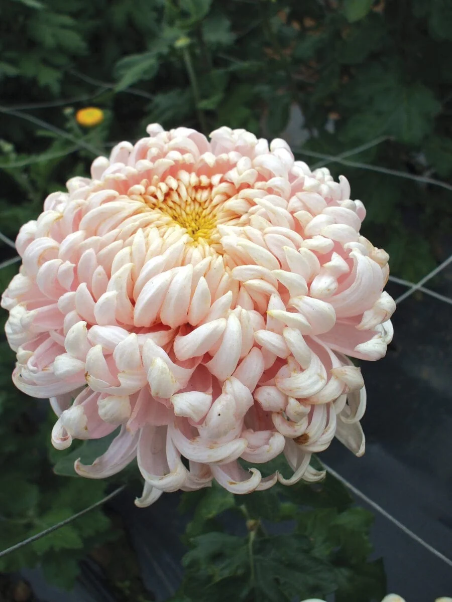 Chrysanthemum Growers Collection - Image 6