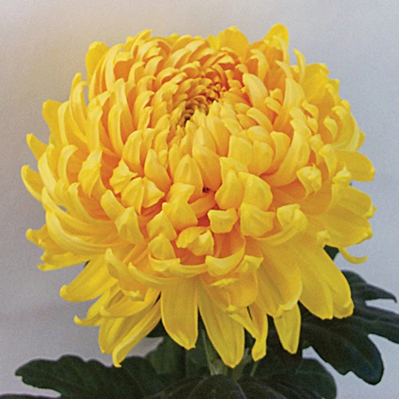 Woolmans Chrysanthemum Hogmanay Collection - Image 3