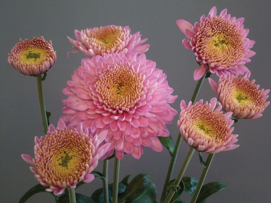 Chrysanthemum Margaret Flower Plants Collection - Image 3