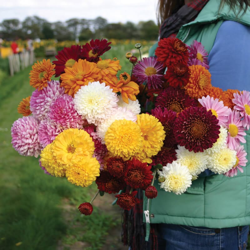 Chrysanthemum Pennine Collection