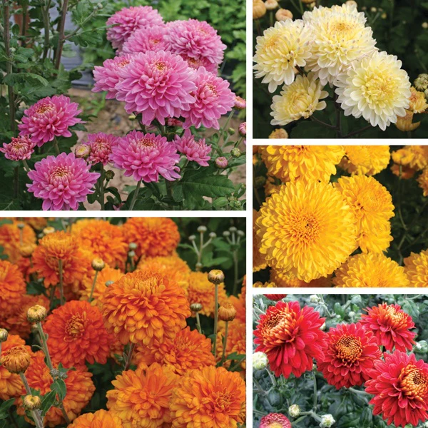 Chrysanthemum Pennine Collection - Image 2