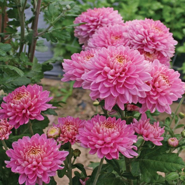 Chrysanthemum Pennine Collection - Image 3