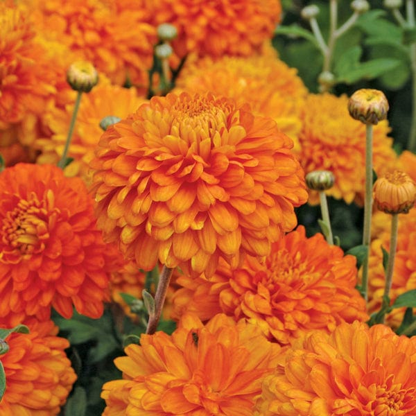 Chrysanthemum Pennine Collection - Image 5