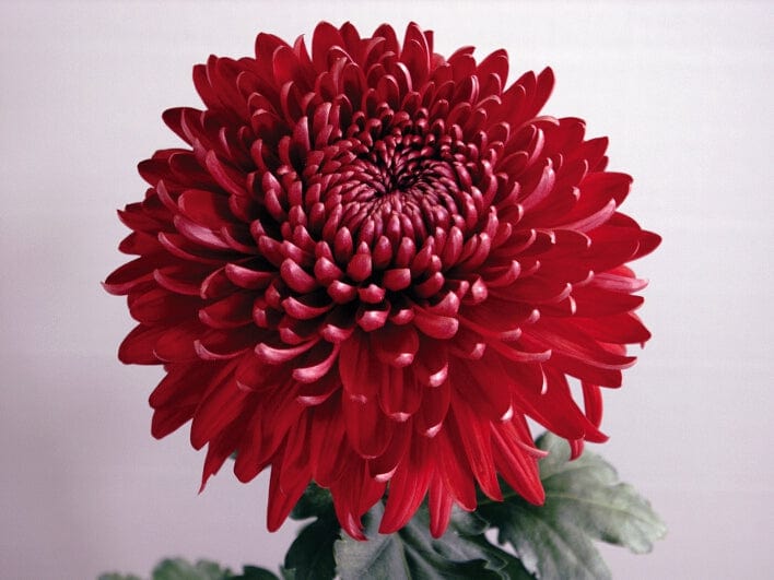 Chrysanthemum Prelude Collection - Image 3