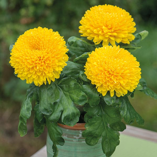 Chrysanthemum Prelude Collection - Image 5