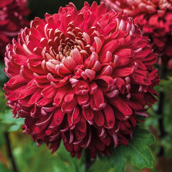 Chrysanthemum Prelude Collection - Image 6