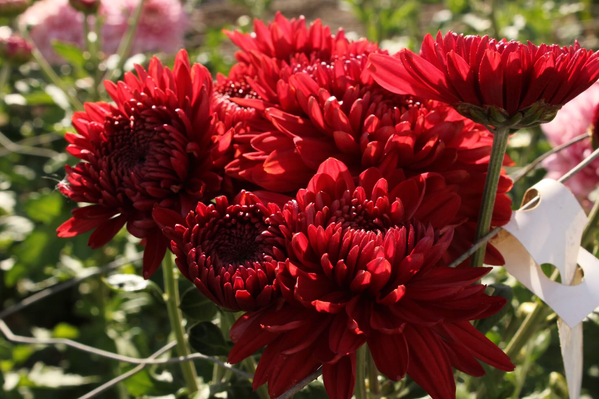 Chrysanthemum Quantock Collection - Image 3