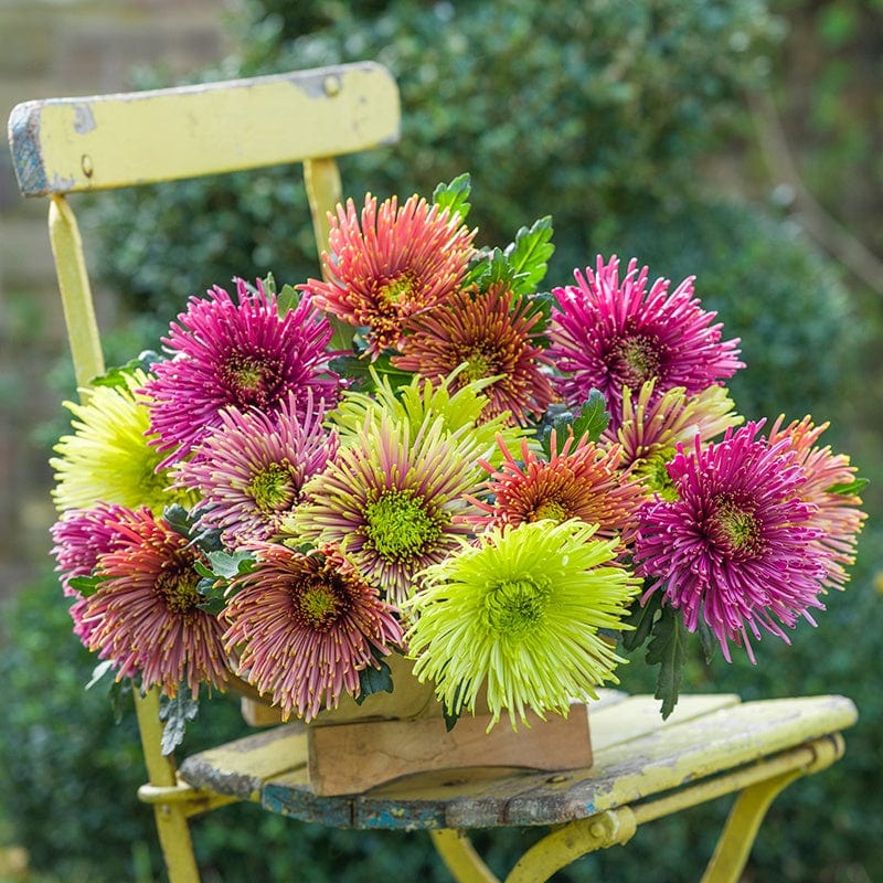 Chrysanthemum Starburst Young Plants Collection - Image 2