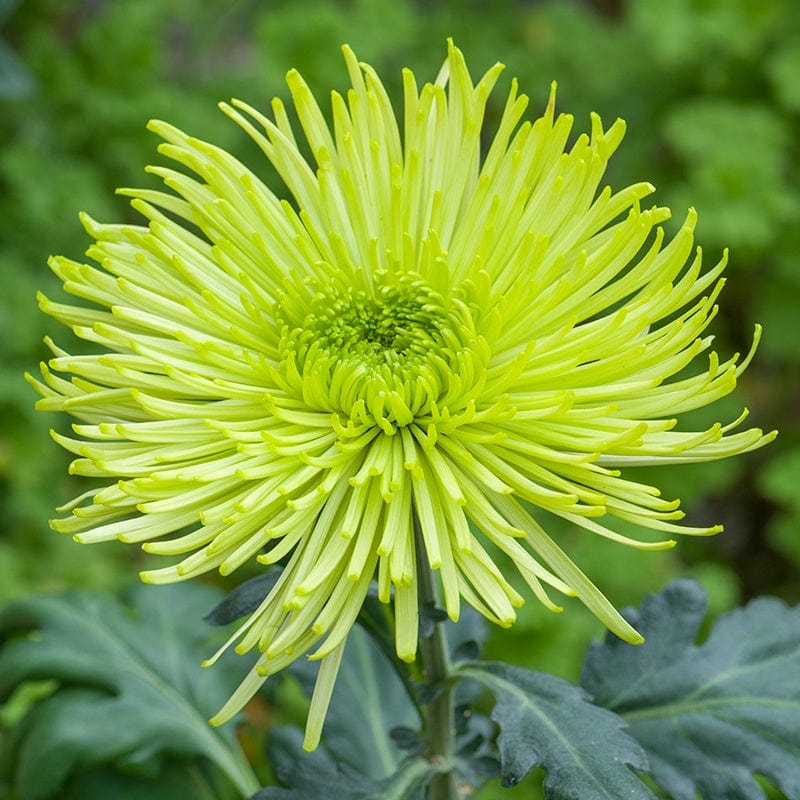 Chrysanthemum Starburst Young Plants Collection - Image 3